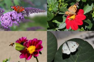 Schmetterlinge im Garten