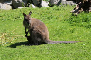 Im Tierpark Greifswald